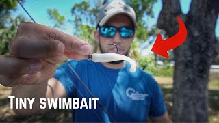 TINY Bait catches EXOTIC Fish | Pond Hopping During the COVID-19  Pandemic