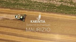 Karintia Kft. - Maurizio őszi búza