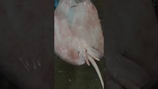 Big male stingray(pagi),@jonathansascvlog