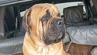 Shakal - BoerBoel Angola