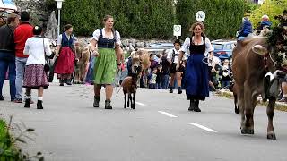 Viehscheid 2018 in Missen-Wilhams Oberallgäu Einzug der Alpen