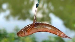 Real Hook Fishing | Traditional Hook Fishing In Pond | Village Boy Catching Fish With Hook