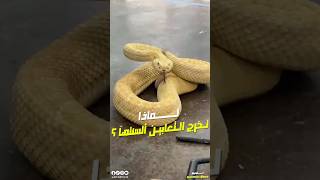 لماذا تخرج الثعابين ألسنتها ؟ 🐍 #shorts