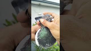 रामपुरी कबूतर की आंख का शोक करिए|| rampuri pigeon top quality in gadli eyes #pigeon #rampuripigeon