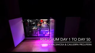 Refugium Day 1 to Day 50