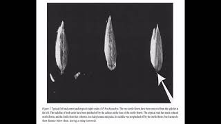 Old World Canary Seed Domestication