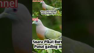 suara Pikat Burung Punai gading mp3