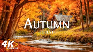 Peaceful Fall Ambience 🍁 Warm Hues and Beautiful Relaxing Music - Autumn Forest (4K UHD)