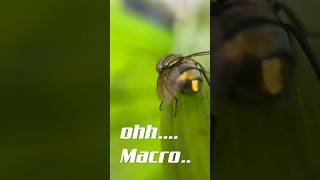 #macro #video #photography #malayalamtech #subscribe #kerala #technology #iphone #tricks #edit