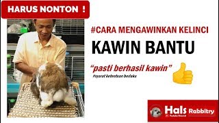 HARUS NONTON ! Tips dan cara kawin bantu Kelinci | Pasti Berhasil Kawin