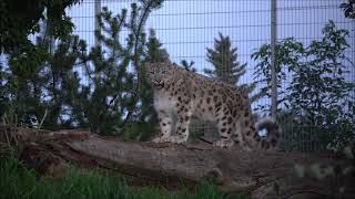 Lumeleopard Makalu muutunud aedikus