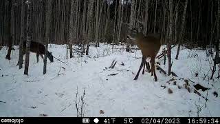 【Camojojo】The Beauty of Winter Captured in Camojojo Trail Camera Video