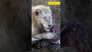 Lion Eating #shorts #viral #trending #viralshorts