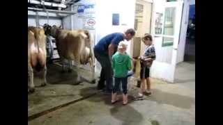 2012 Le Sueur County 4-H Dairy at the Fair