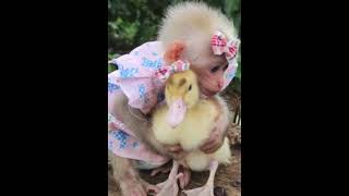 So Cute Baby Monkey & Baby Duck Best Friends