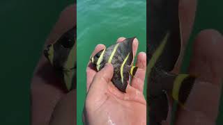 Super cool Angel fish I found in my crab trap today! #shorts #explore #youtube #fishing #nature