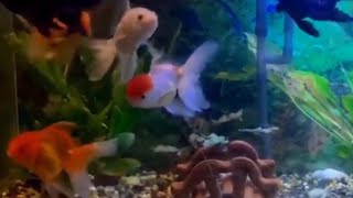 Goldfish Aquarium | Colorful Fish Tank | Cat TV [10 Hours]