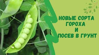 🌿🌱Новые сорта гороха и посев в грунт