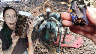 Pulling SO MANY FREAKING MOLTS and FEEDING my Tarantulas!