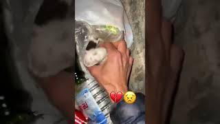 Bebes michis en la basura  -  Rescatados por san roque