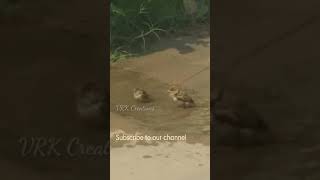 Birds water playing | పక్షుల ఆటలు