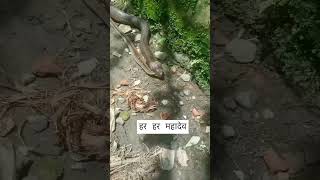 King cobra #shorts #sagar_sahu_0 #trending #viral #youtubeshorts #short #youtube #newshort #snake