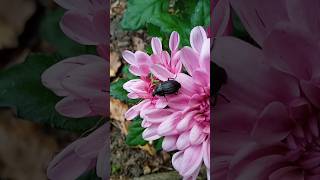 Phosphuga atrata - (Linnaeus, 1758) - (Silphidae) - Petit silphe noir, coléoptère noir