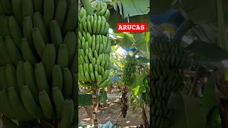 #grancanaria #canaryisland #arucas #banana #platano #travel #holiday #beautifulview #traveldiary