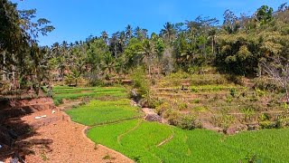 Keindahan persawahan dukuh pakel desa karang tengah