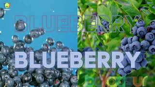 Blueberry In Different Languages / What do you call Blueberry in different languages ? 4K Video