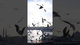 flying seagulls 1080p  #livewallpaper