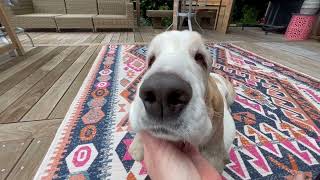 My Basset Hound dog Vincent getting a little under the chin scritch.