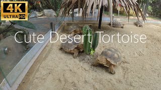 🌵🐢 "Cute Desert Tortoise Munching on Cactus!! 🌮👀