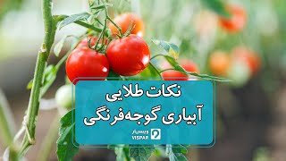 نکات طلایی آبیاری گوجه فرنگی