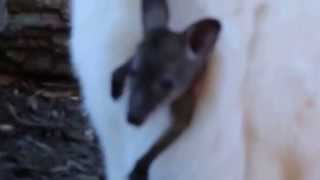 Wallaby Joey in Moms Pouch