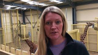 Dr Grainne McCabe talks about giraffe in Cameroon