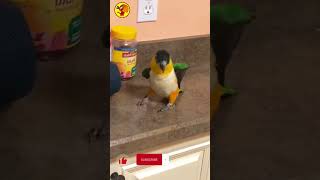 Funny parrot dancing 🎶🦜🥰#shorts #funny #parrots #budgies