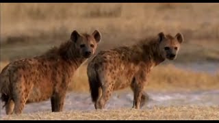 Hyenas الضباع Hyena