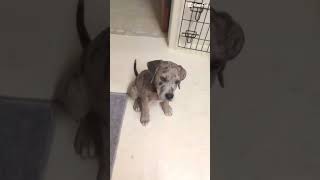 He was a little baby in this video #viral #viralvideo #puppy #viralshorts