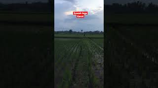 Suasana sawah lega garut#shots