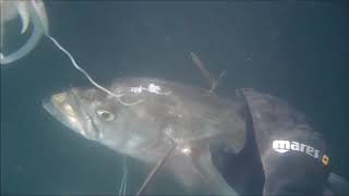 Pescasub Dighe Porto Corsini e Marina di Ravenna Tra Delfini e Tonni anche Serra e Orate di Fulvio