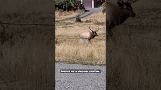 Elk rut in the town of Gardiner Montana