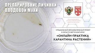 Препарирование личинки плодовой мухи