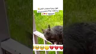 انفجع السنجاب - تقصديني ؟؟؟؟؟ 😭🥹🥹🥹💔💔🤣🤣