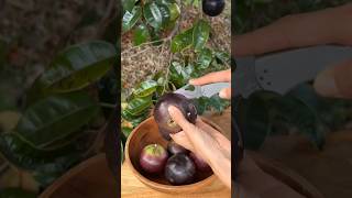 Satisfying Video of Fruits  #shortsvideo #viral #shorts #satisfying #satisfyingvideo