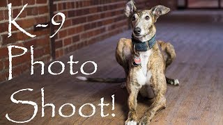 Greyhound Rescue Dog Portrait Photo Shoot