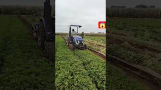 🥜🥜🌱#farming #vegestables #satisfying #gardening #youtubeshorts @rupasanjya 🥜😱😱🤗