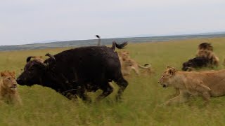 Buffalo mother leaves her calf to the lions as she runs for her life