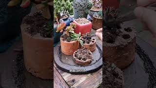 Succulent brick pot diy