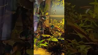 Maintaining Harmony in a Green Tiger Barb Community Tank #shorts #aquarium